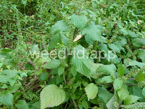 mint, perilla